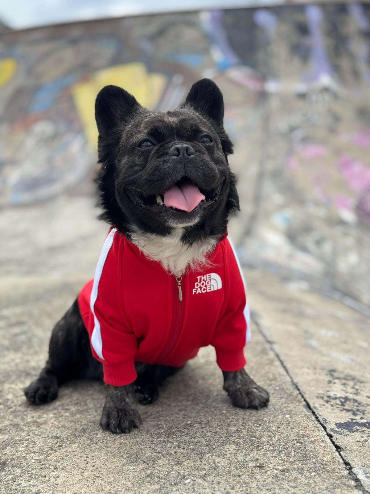 Chaqueta The Dog Face