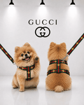 Kit Gucci Arnes + Correa