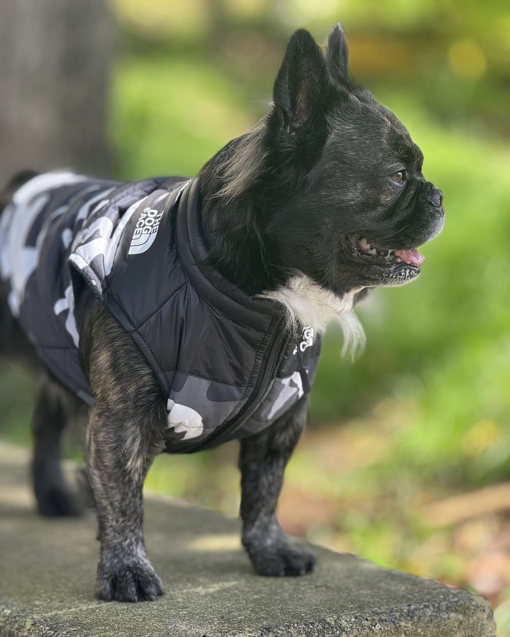Chaleco The Dog Face