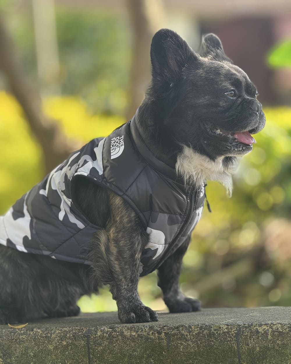 Chaleco The Dog Face